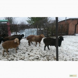 Продажа овец и баранов порода Курдюк