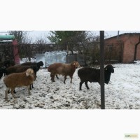 Продажа овец и баранов порода Курдюк