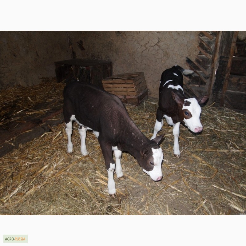 Фото 3. Продам бычков голштинской породы от 2х недель до 2х месяцев