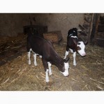 Продам бычков голштинской породы от 2х недель до 2х месяцев