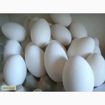 Реализуем яйцо инкубационное утиное