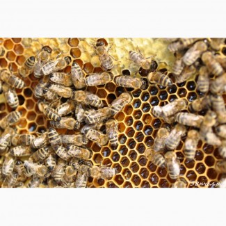 Пчелосемьи в ульях