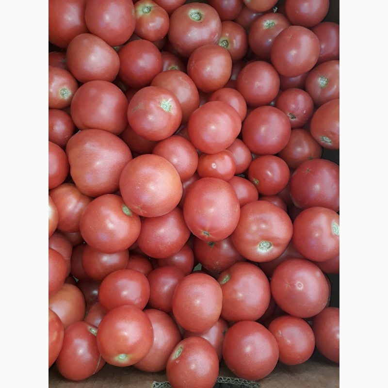 Фото 2. Продам помидоры, сорт красный и розовый