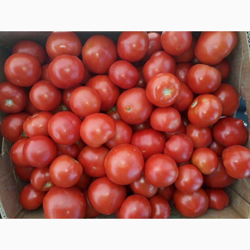 Фото 3. Продам помидоры, сорт красный и розовый