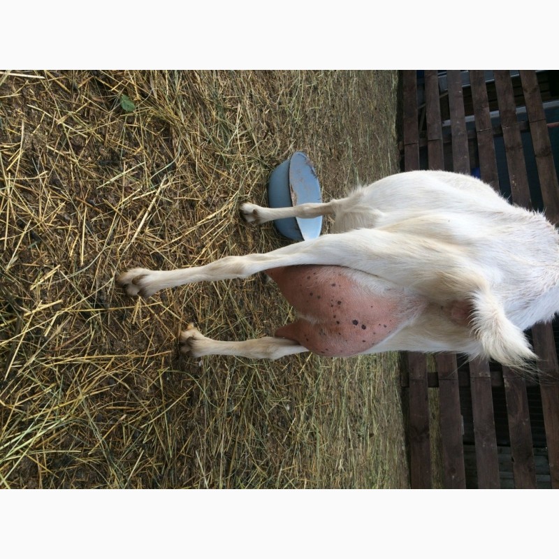 Фото 3. Дойные козы зааненской породы
