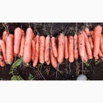 Морковь стандарт тупоносая