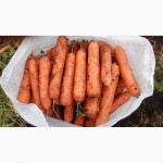 Морковь стандарт тупоносая