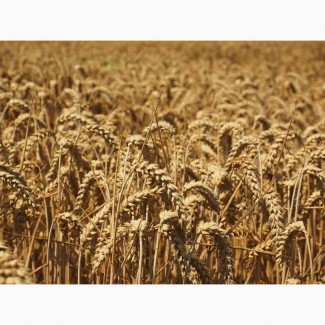 Семена пшеницы яровой Омская 36 (ЭС, РС-1)