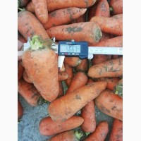 Морковь оптом от КФХ