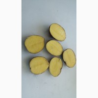 Продам семенной картофель сорт Королева Анна