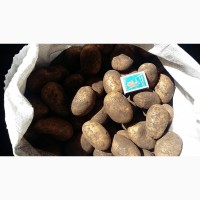 Продам семенной картофель сорт Королева Анна
