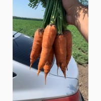 Морковь опт