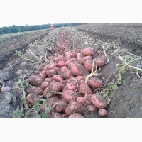Картофель оптом в Гурьевске