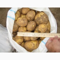 Молодой картофель, сорт Винета (урожай 2019) с полей Брянской области