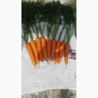 Продам Морковь Столовую