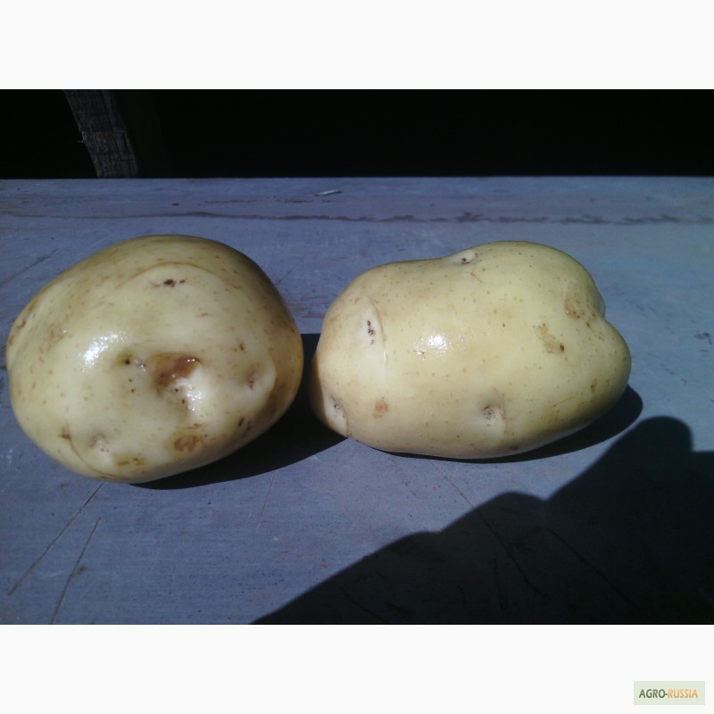 Фото 2. Продам продовольственный картофель