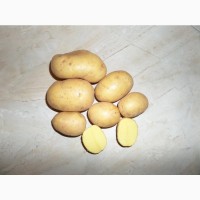 Семенной картофель сорт Вега