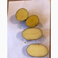 Картофель продовольственный, оптом 7, 5р./кг