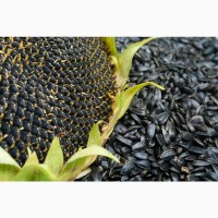 Семена подсолнечника (масличность от 45%)