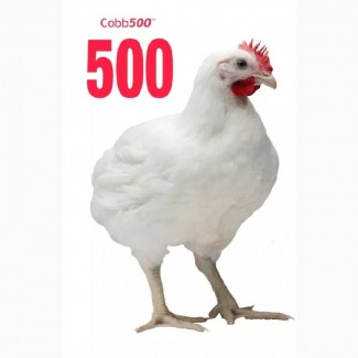 Инкубационное яйцо бройлера Росс-308, Кобб-500, Кобб-700 Европа, Россия