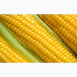 Продам семена кукурузы РОСС 199, 209 Краснодарский 194, Катерина, Анютка