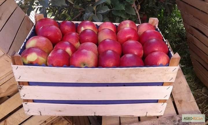 Фото 10. Евро-тара из шпона для упаковки черешни, персика, клубники, яблок.Крым