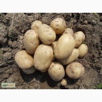 Фермерский картофель