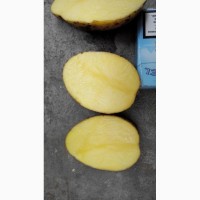 Картофель молодой 5+ оптом от производителя РБ