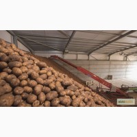 Картофель оптом 9р/кг. от фермера. Свежий урожай 2016 года