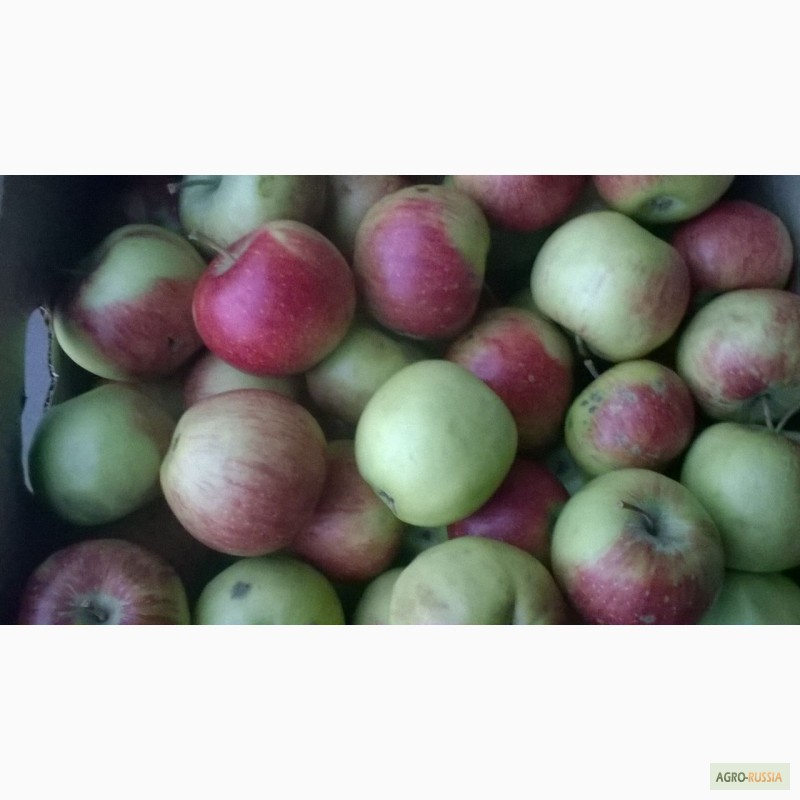 Фото 3. Продам яблоки Россошанка