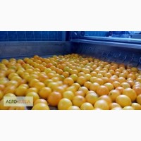 Фрукты и овощи от фабрики производителя Турции