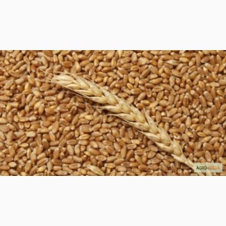 Продам пшеницу 2, 3 класса