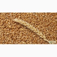 Продам пшеницу 2, 3 класса