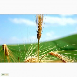 Пшеница 5 класса мягких сортов с клейковиной 16%