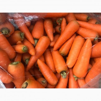 Продаем - Морковь мытая, 15-25 см, пакет 20кг, Россия