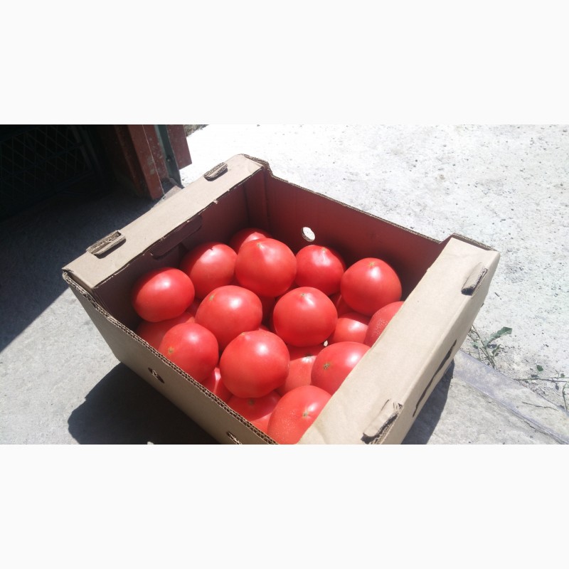Фото 5. Продаю помидоры розовые тепличные