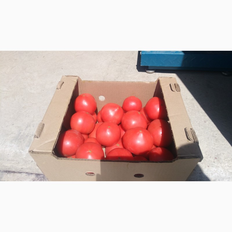 Фото 6. Продаю помидоры розовые тепличные