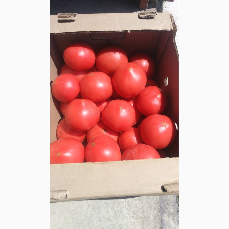 Фото 7. Продаю помидоры розовые тепличные