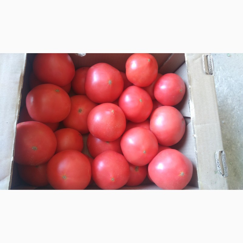 Фото 2. Продаю помидоры розовые тепличные