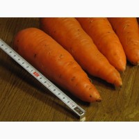 Морковь некондиция 3р/кг