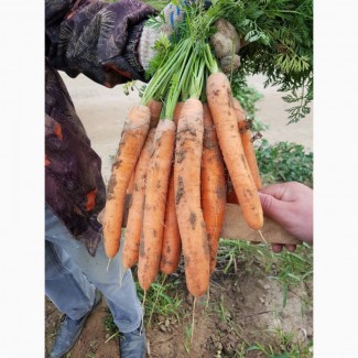 Морковь оптом, от 20 тонн