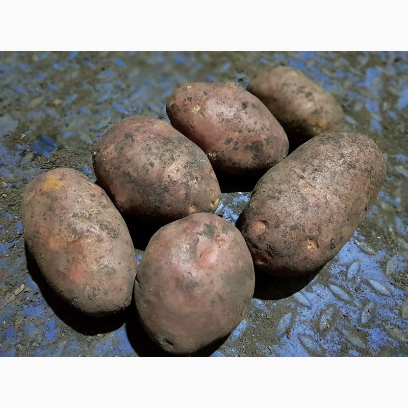 Фото 8. Картофель оптом от производителя, 10 руб/кг