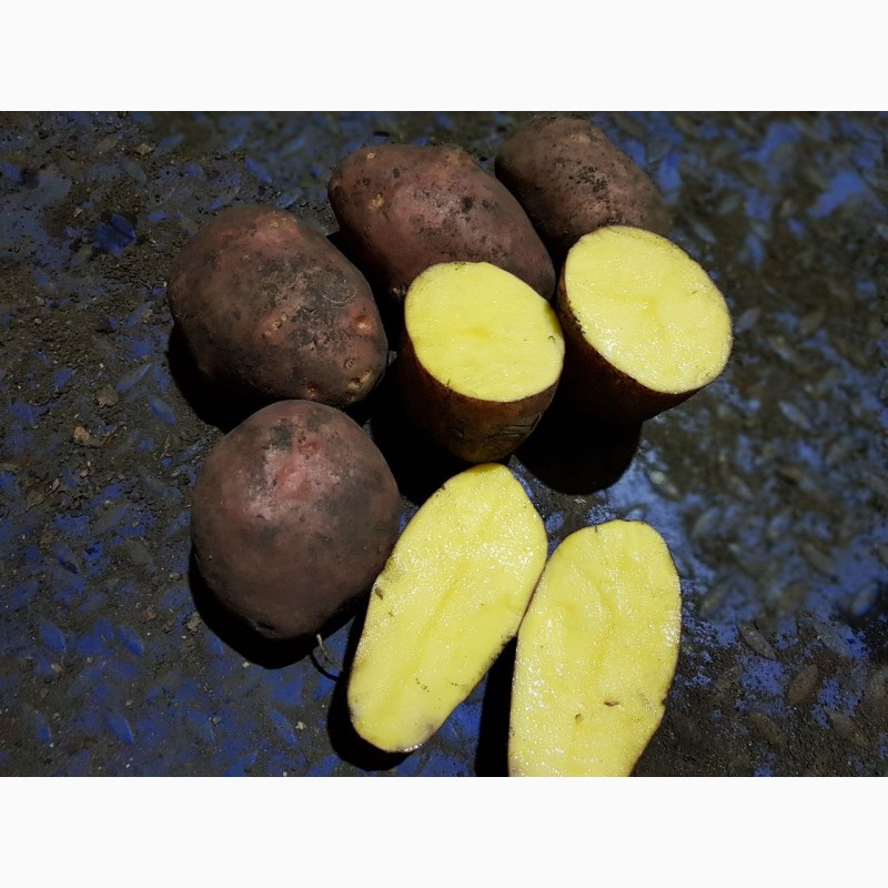 Фото 9. Картофель оптом от производителя, 10 руб/кг