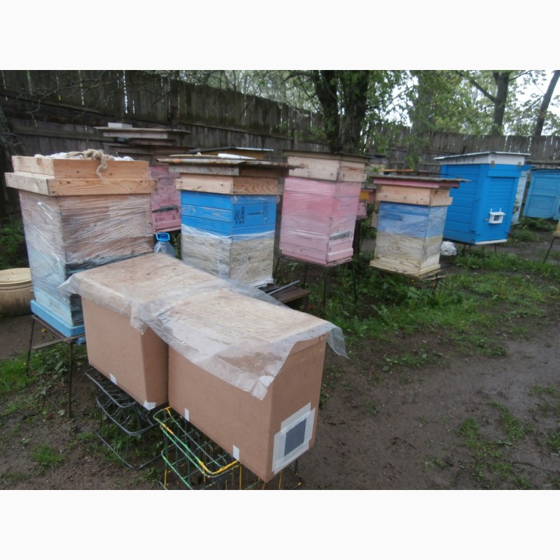 Фото 5. Карника (краинка) и карпатка пчелопакеты в Санкт-Петербурге недорого