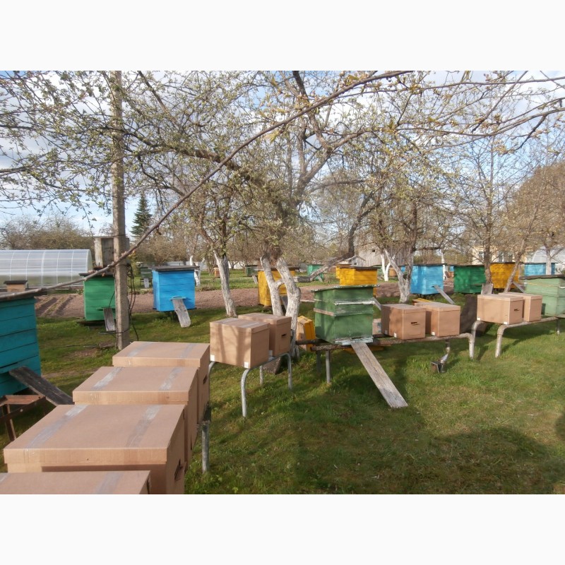 Фото 6. Карника (краинка) и карпатка пчелопакеты в Санкт-Петербурге недорого
