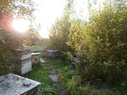 Фото 8. Карника (краинка) и карпатка пчелопакеты в Санкт-Петербурге недорого