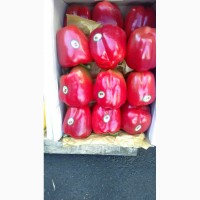 Продам цветной болгарский перец