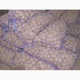 Семенной картофель оптом от производителя 5 р./кг