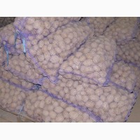 Семенной картофель оптом от производителя 5 р./кг