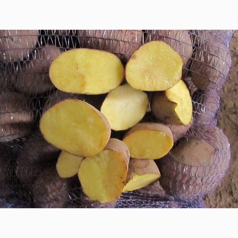 Фото 4. Картофель оптом, ред скарлет 5+, от производителя 8 р/кг
